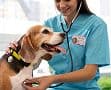 Veterinarian caring for a pet